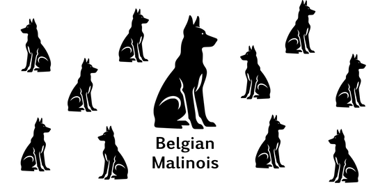 Belgian Malinois 16oz Decal